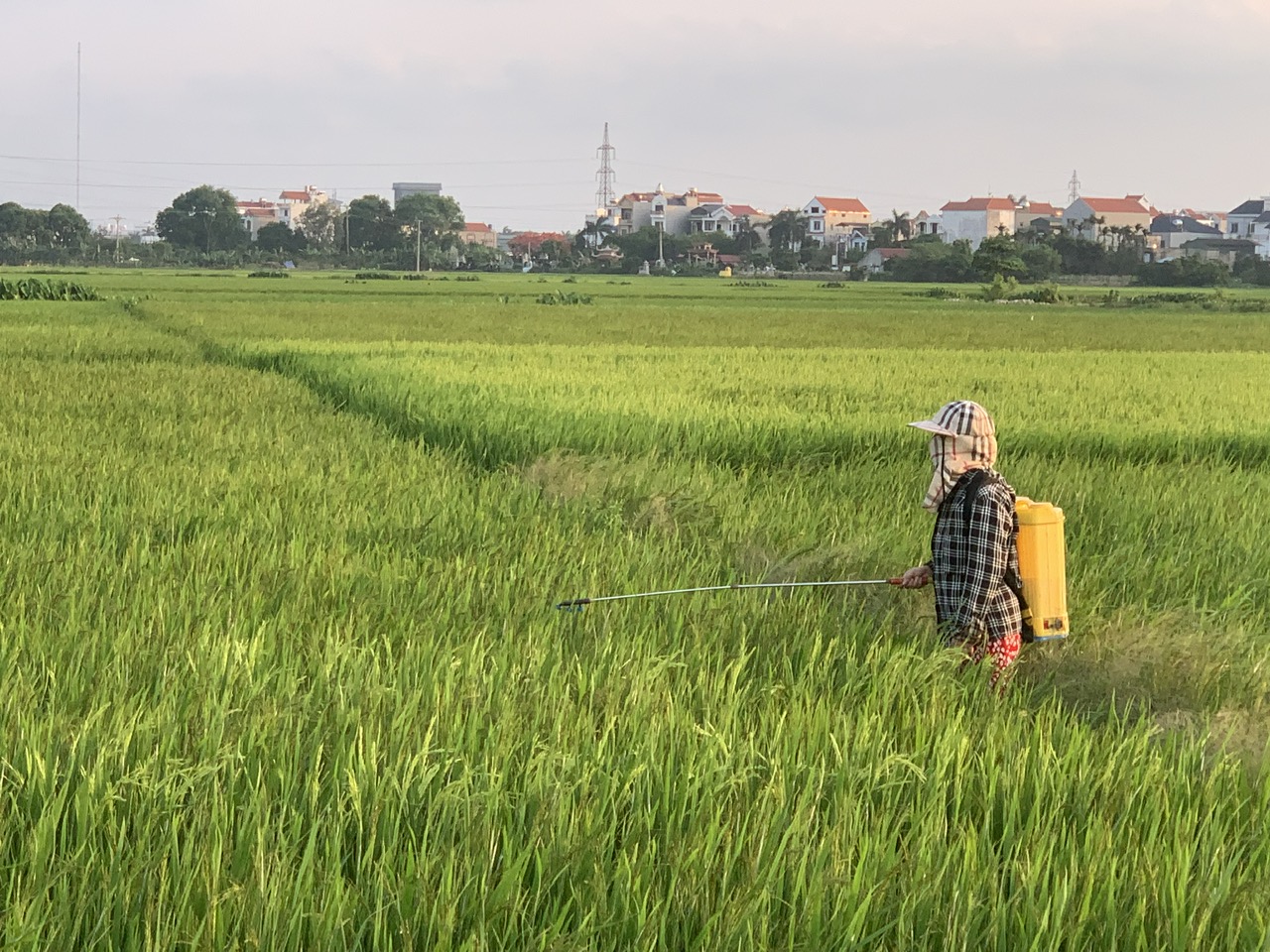 Nông dân tập trung chăm sóc và bảo vệ lúa Đông - Xuân 